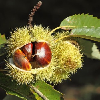 Kastanis, ēdamais /castania sativa/ - 70-80cm
