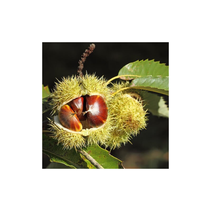 Ēdamais kastanis /castania sativa/ - 90-120cm