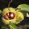 Kastanis, ēdamais /castania sativa/ - 70-80cm