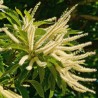 Kastanis, ēdamais /castania sativa/ - 70-80cm