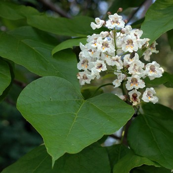 Ceriņlapu katalpa /catalpa bignonioides/ - 100-120cm