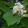 Ceriņlapu katalpa /catalpa bignonioides/ - 100-120cm