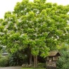 Ceriņlapu katalpa /catalpa bignonioides/ - 100-120cm
