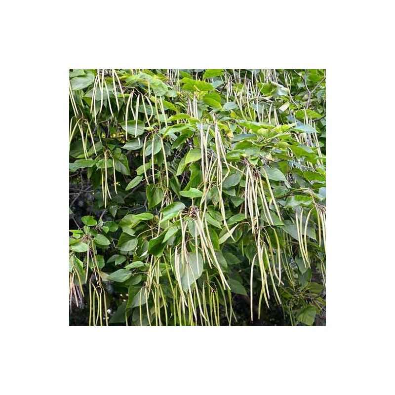 Katalpa, ceriņlapa /catalpa bignonioides/ - 110-140cm