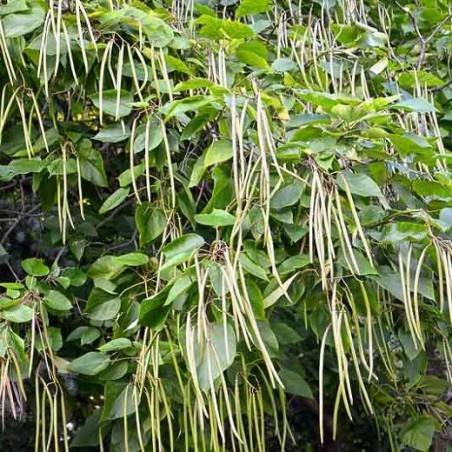 Ceriņlapu katalpa /catalpa bignonioides/ - 100-120cm