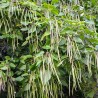 Katalpa, ceriņlapa /catalpa bignonioides/ - 110-140cm