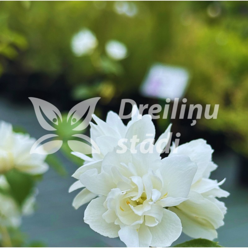 Filadelfas – jazminas ,,Minnesota Snowflake,, /Philadelphus/ - C3 kont.