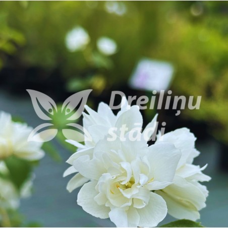 Filadelfs - jasmīns ,,Minnesota Snowflake,, /Philadelphus/ - C3 kont.