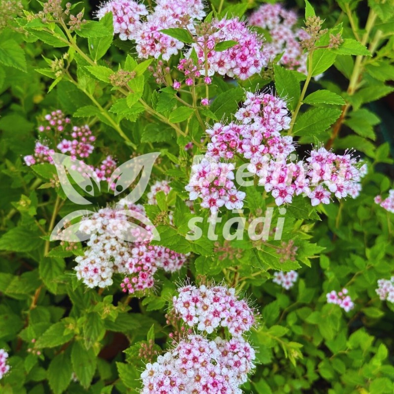 Spireja, Japānas ,,Little Princess,, /Spiraea japonica/- P9 kont.