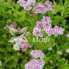 Japānas spireja ,,Little Princess,, /Spiraea japonica/- P9 kont.