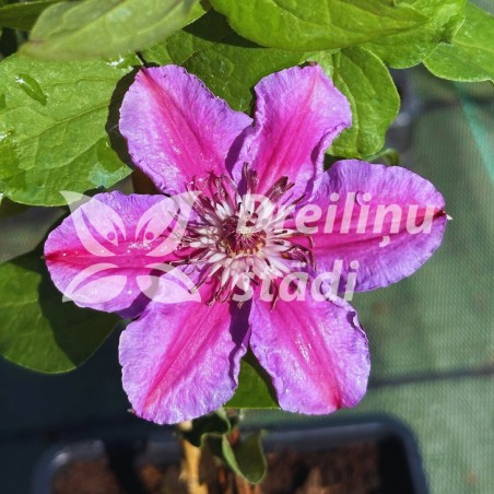 Raganė "Dr Ruppel"/clematis/ - C2 kont.