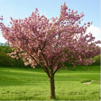 Japānas ziedu ķirsis (sakura) 'Kanzan' /Prunus serrulata/ - 150-160cm.