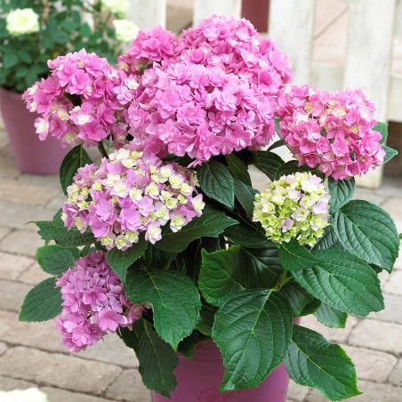 Liellapu hortenzija 'You & Me Together' /hydrangea macrophylla/ - C3 kont.