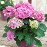 Liellapu hortenzija 'You & Me Together' /hydrangea macrophylla/ - C3 kont.
