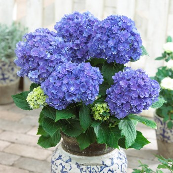 Liellapu hortenzija 'You & Me Together' /hydrangea macrophylla/ - C3 kont.