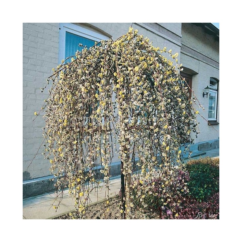Nokarenais pūpols ,,Pendula,,- /salix caprea/- 100-150cm