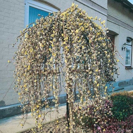 Nokarenais pūpols ,,Pendula,,- /salix caprea/- 100-150cm