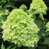 Hortenzija, skarainā ,,Mojito,, /Hydrangea paniculata/ - C3 kont.