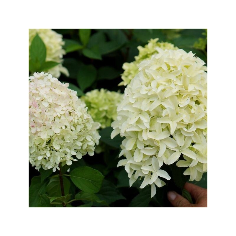 Hortenzija, skarainā ,,Skyfall,, /Hydrangea paniculata/ - P12 kont.