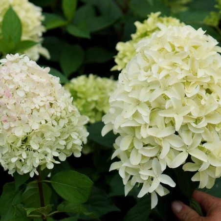 Hortenzija, skarainā ,,Skyfall,, /Hydrangea paniculata/ - P12 kont.