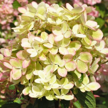 Hortenzija, skarainā ,,Pastelgreen,, /Hydrangea paniculata/ - C3 kont.
