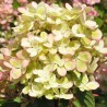 Hortenzija, skarainā ,,Pastelgreen,, /Hydrangea paniculata/ - C3 kont.