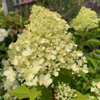 Hortenzija, skarainā ,,Pastelgreen,, /Hydrangea paniculata/ - C3 kont.