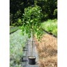 Nokarenais pūpols ,,Pendula,,- /salix caprea/- 100-150cm