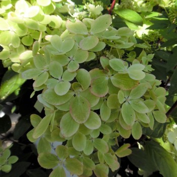 Hortenzija, skarainā ,,Pastelgreen,, /Hydrangea paniculata/ - C3 kont.