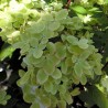 Hortenzija, skarainā ,,Pastelgreen,, /Hydrangea paniculata/ - C3 kont.
