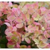Hortenzija, skarainā ,,Pastelgreen,, /Hydrangea paniculata/ - C3 kont.