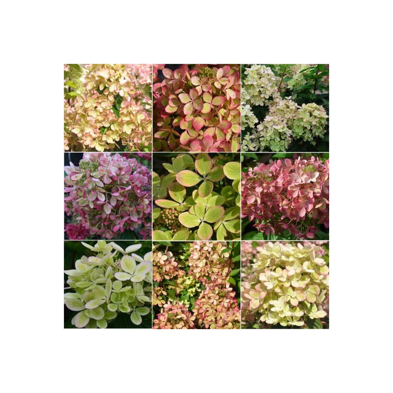 Hortenzija, skarainā ,,Pastelgreen,, /Hydrangea paniculata/ - C3 kont.