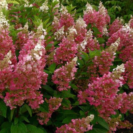 Skarainā hortenzija ,,Candlelight,, /Hydrangea paniculata/ - C12 kont.