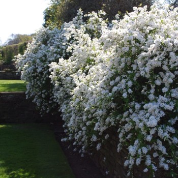Pērļu krūms "The bride" /exochorda/ - C2,5 kont.