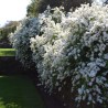 Pērļu krūms "The bride" /exochorda/ - C2,5 kont.