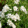 Pērļu krūms "The bride" /exochorda/ - C2,5 kont.