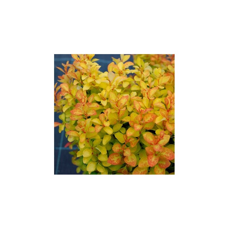 Tunberga bārbele ,,Summer Sunset,, /berberis thunbergii/ - C4 kont.
