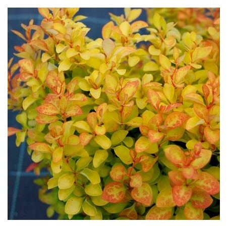Tunberga bārbele ,,Summer Sunset,, /berberis thunbergii/ - C4 kont.