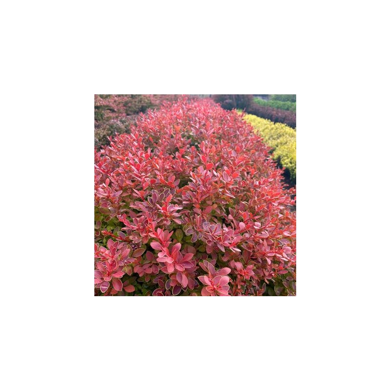 Bārbele, tunberga ,,Coral,, /berberis thunbergii/ - C2 kont.
