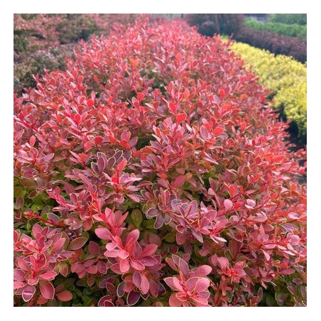 Bārbele, tunberga ,,Coral,, /berberis thunbergii/ - C2 kont.