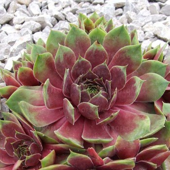 Šilokas "Big Sam Pink Pomelo" /sempervivum/ - P12 kont.