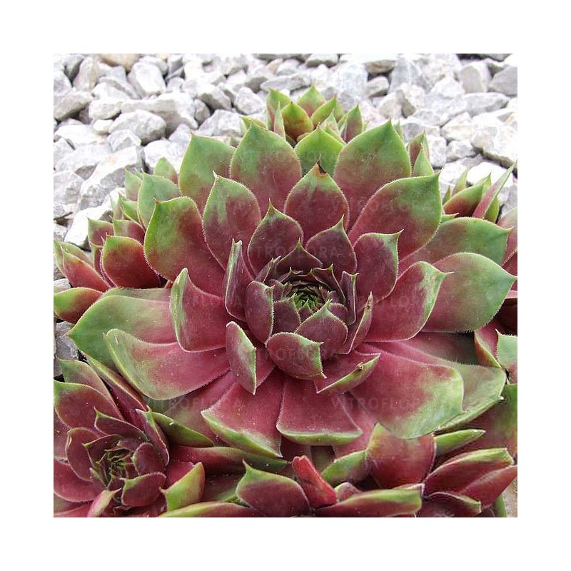 Šilokas "Big Sam Pink Pomelo" /sempervivum/ - P12 kont.