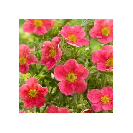 Parastā klinšrozīte “Danny Boy”/Potentilla fruticosa/ - C2 kont.