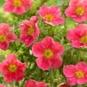 Parastā klinšrozīte “Danny Boy”/Potentilla fruticosa/ - C2 kont.