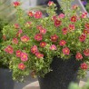 Parastā klinšrozīte “Danny Boy”/Potentilla fruticosa/ - C2 kont.