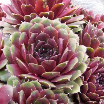 Šilokas "Big Sam Pink Pomelo" /sempervivum/ - P12 kont.