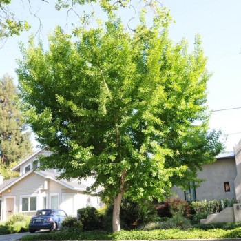 Ginkmedis, dviskiautis /ginkgo biloba/ - 70-90 cm. C2 kont.