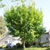 Ginka koks /ginkgo biloba/ - 40-60 cm. C2 kont.