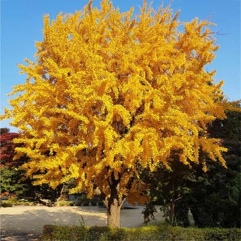 Ginkmedis, dviskiautis /ginkgo biloba/ - 70-90 cm. C2 kont.