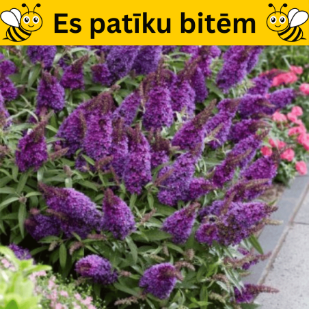 Dāvida budleja ,,Butterfly Candy Little Purple,, /Buddleja davidii/- C2,5 kont.